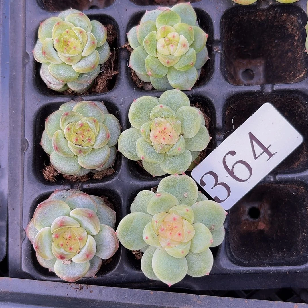 多肉植物多肉植物364