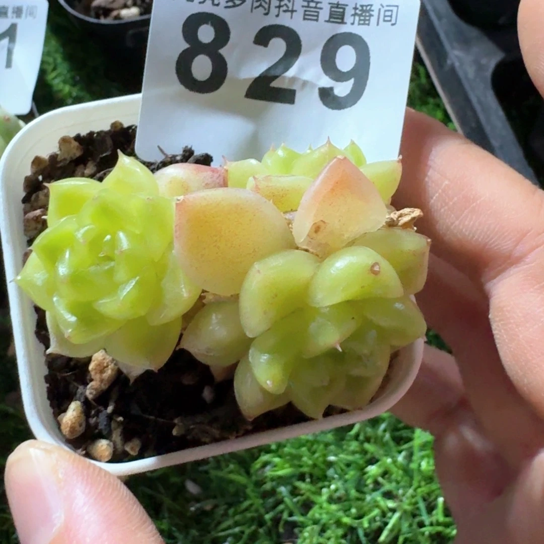 七喜珍妮三头         多肉植物