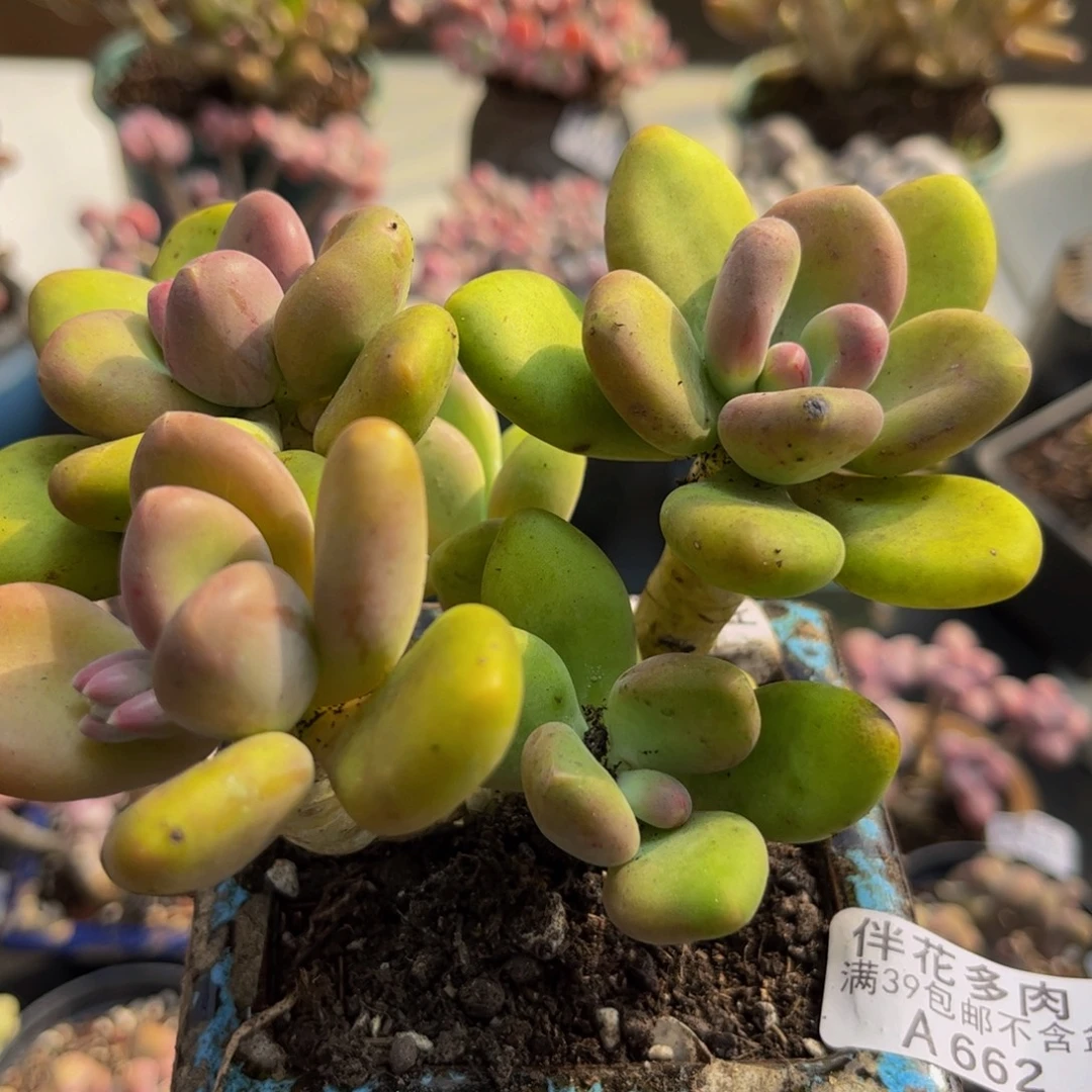 662/10cm芒果奶多肉