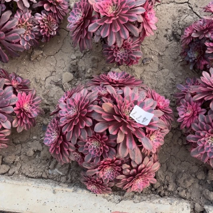 花*黑铜白477不包断枝