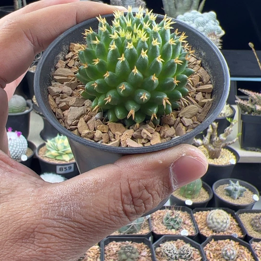 默***明短豪刺琴丝一物一拍，，，