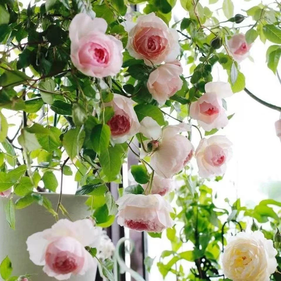 锦赏威基伍德中大苗奥斯汀玫瑰花苗盆栽枝条软藤灌月季四季