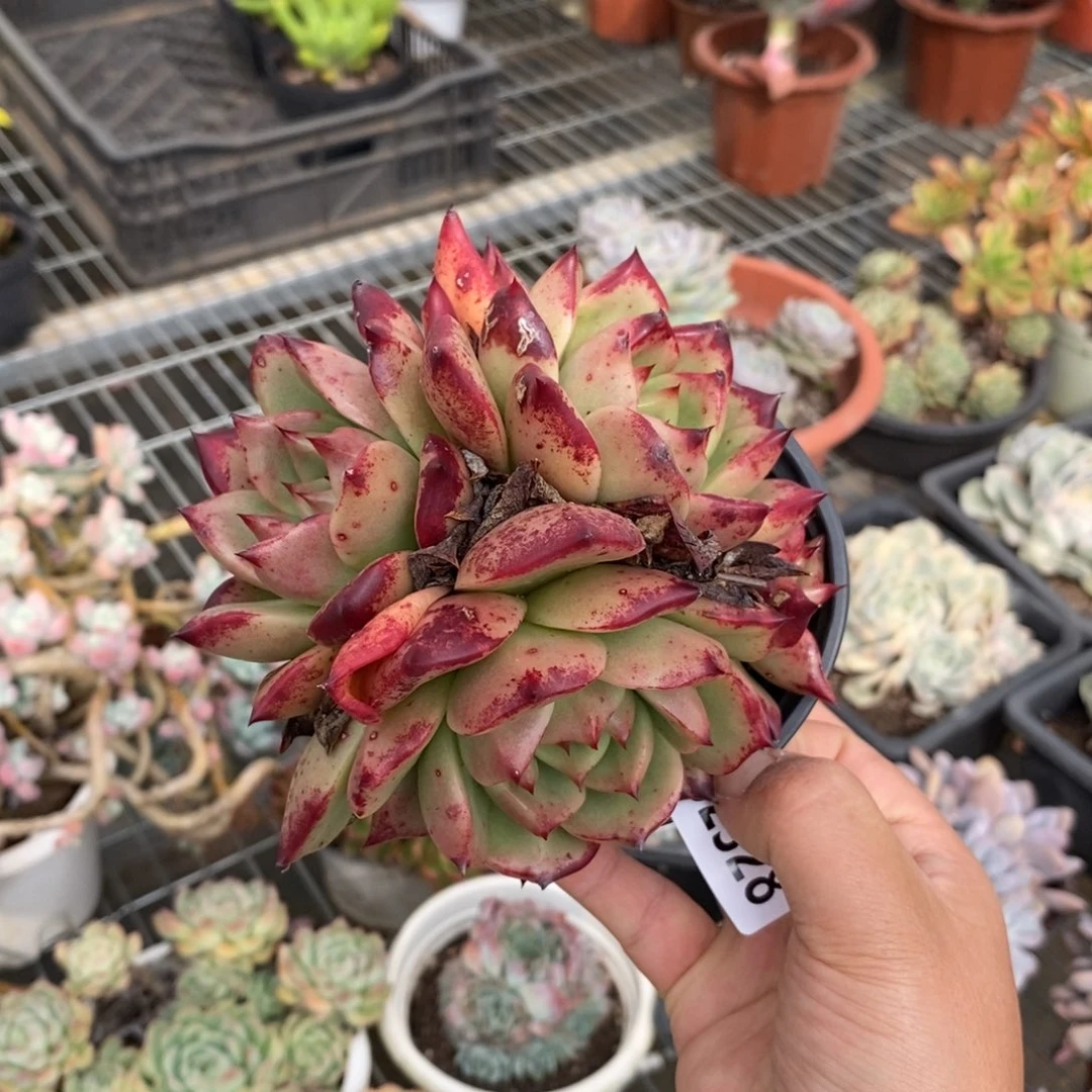 2328红颜蜜语一物一拍