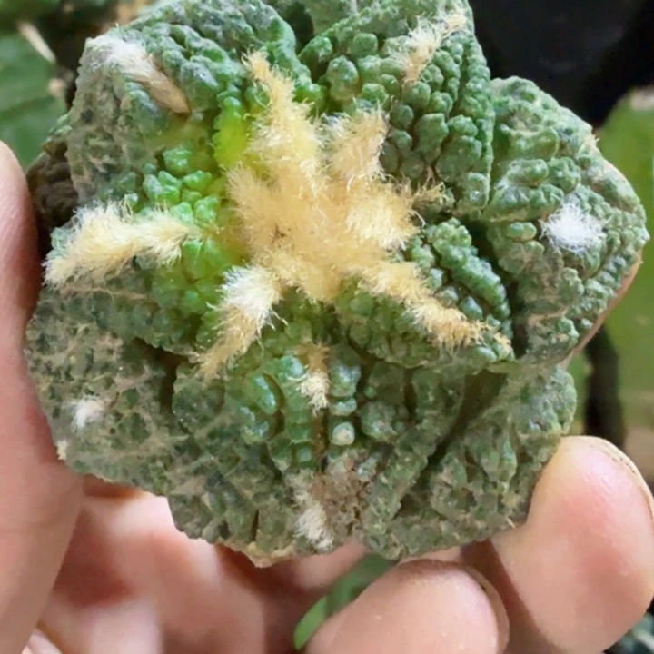 无花朵福利自根龟甲797