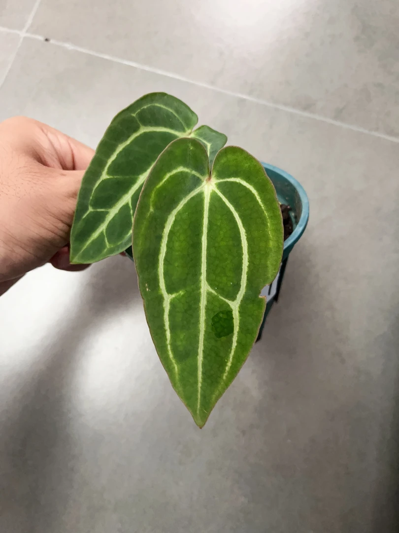 【原种卡拉 1】天南星科 热带植物