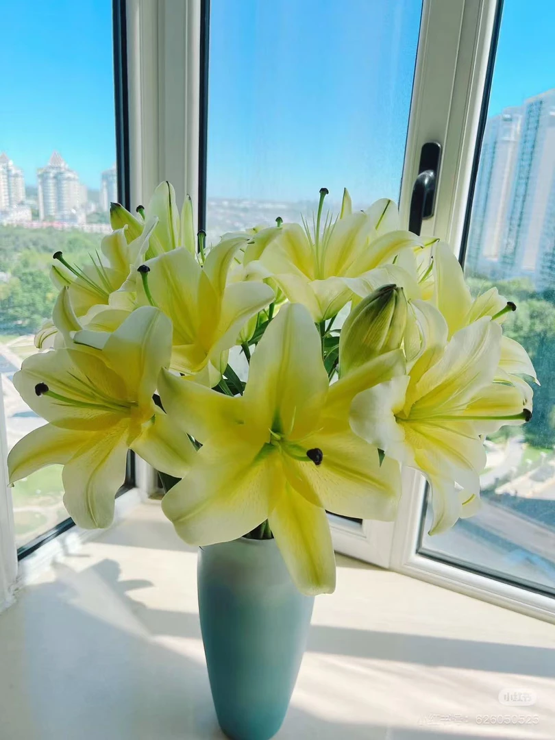 【六哥花卉】5支10朵 黄天霸香水百合  任意两单鲜花多给鲜花一把