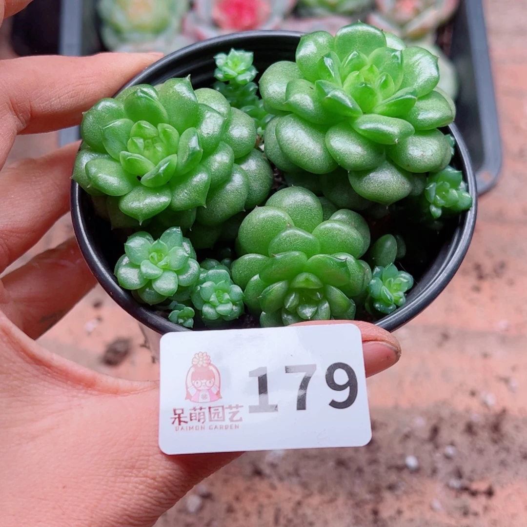 多肉植物多肉植物