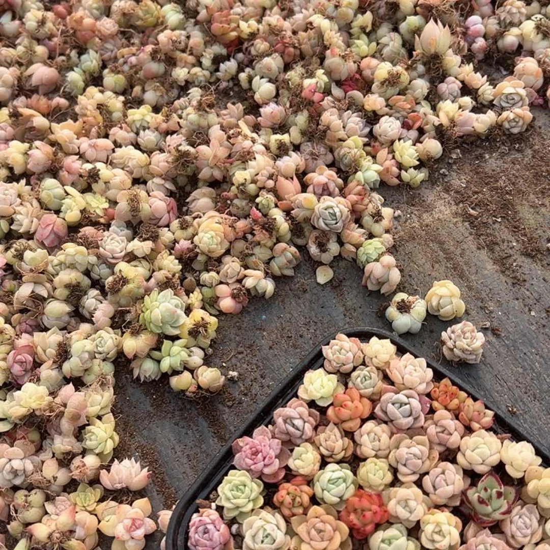 饭盒小苗保底100颗量拍