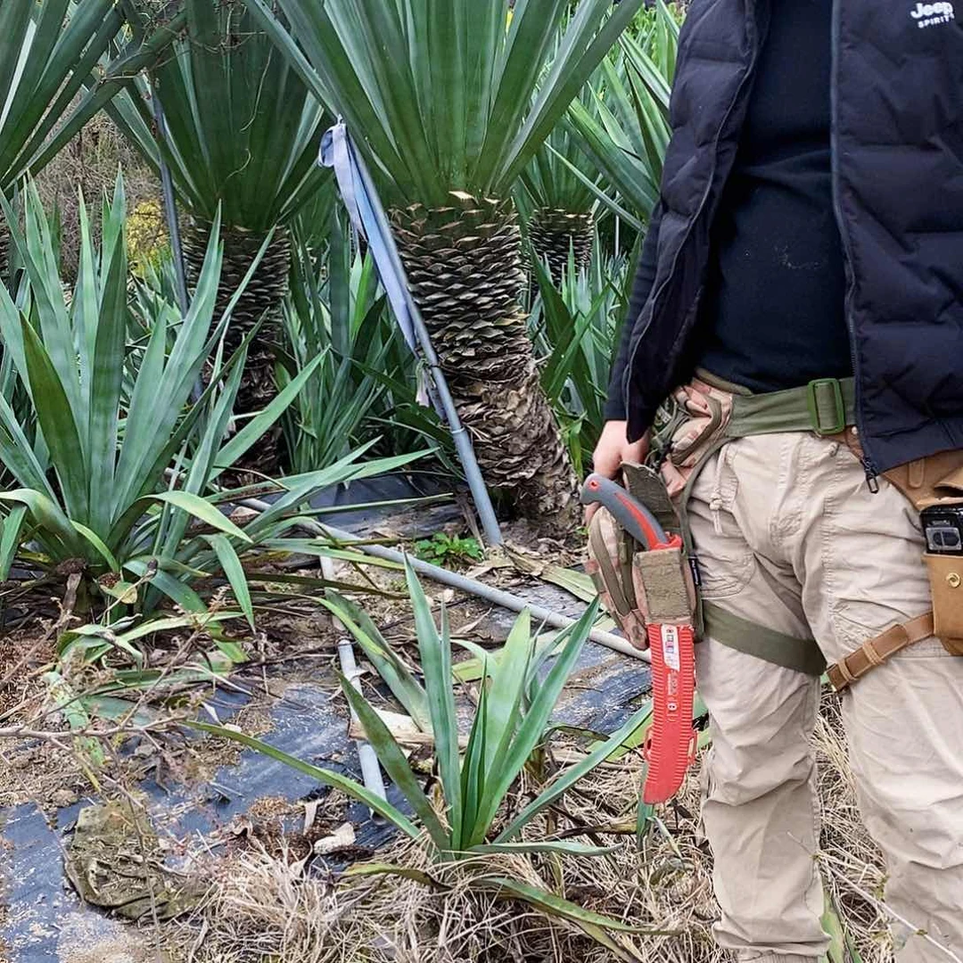 剑麻高度50厘米左右