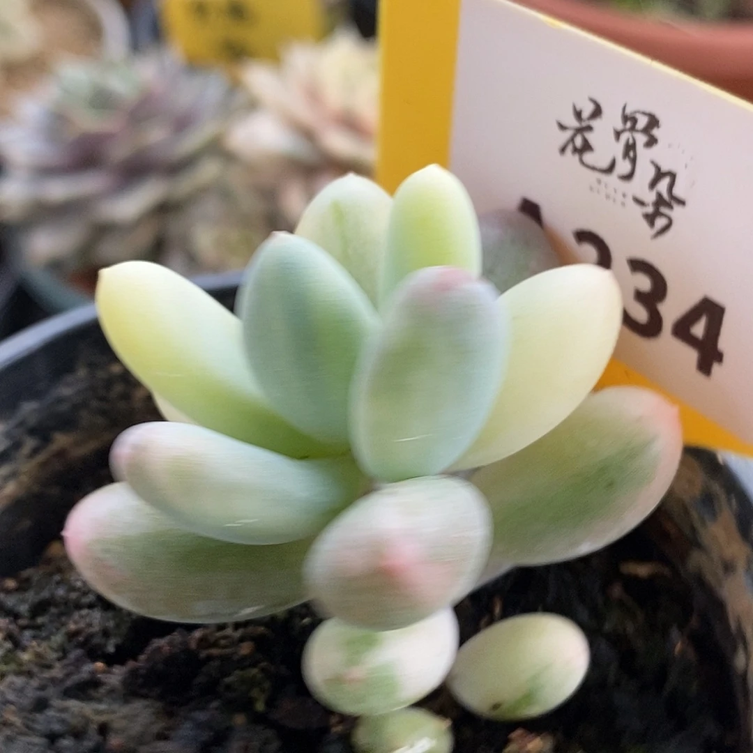 234奶酪哈哈哈哈哈哈哈