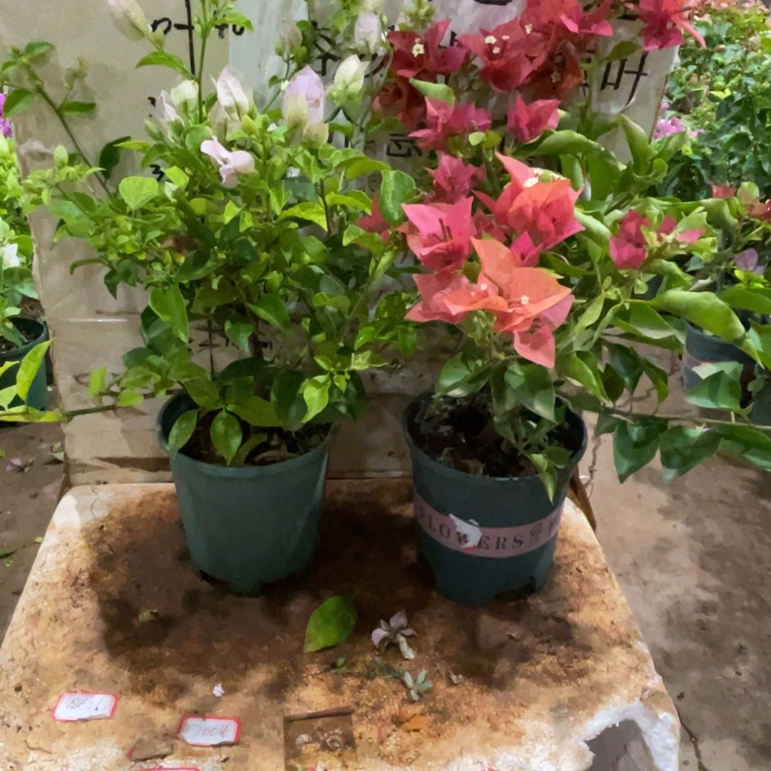 静***伴当前无花栽培后可以开花1-2860