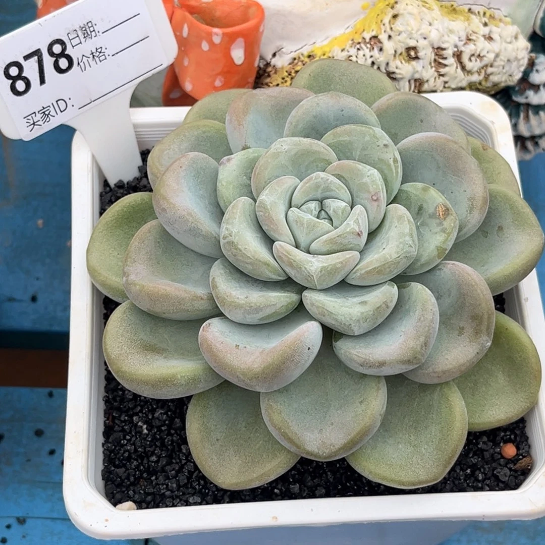 玉麒麟多肉植物878