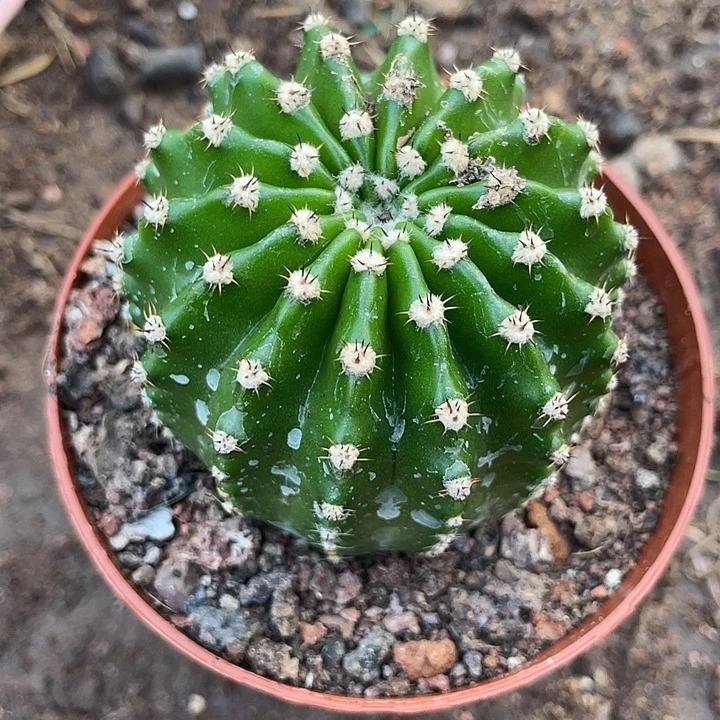 82号高耸黑刺彩草柱子