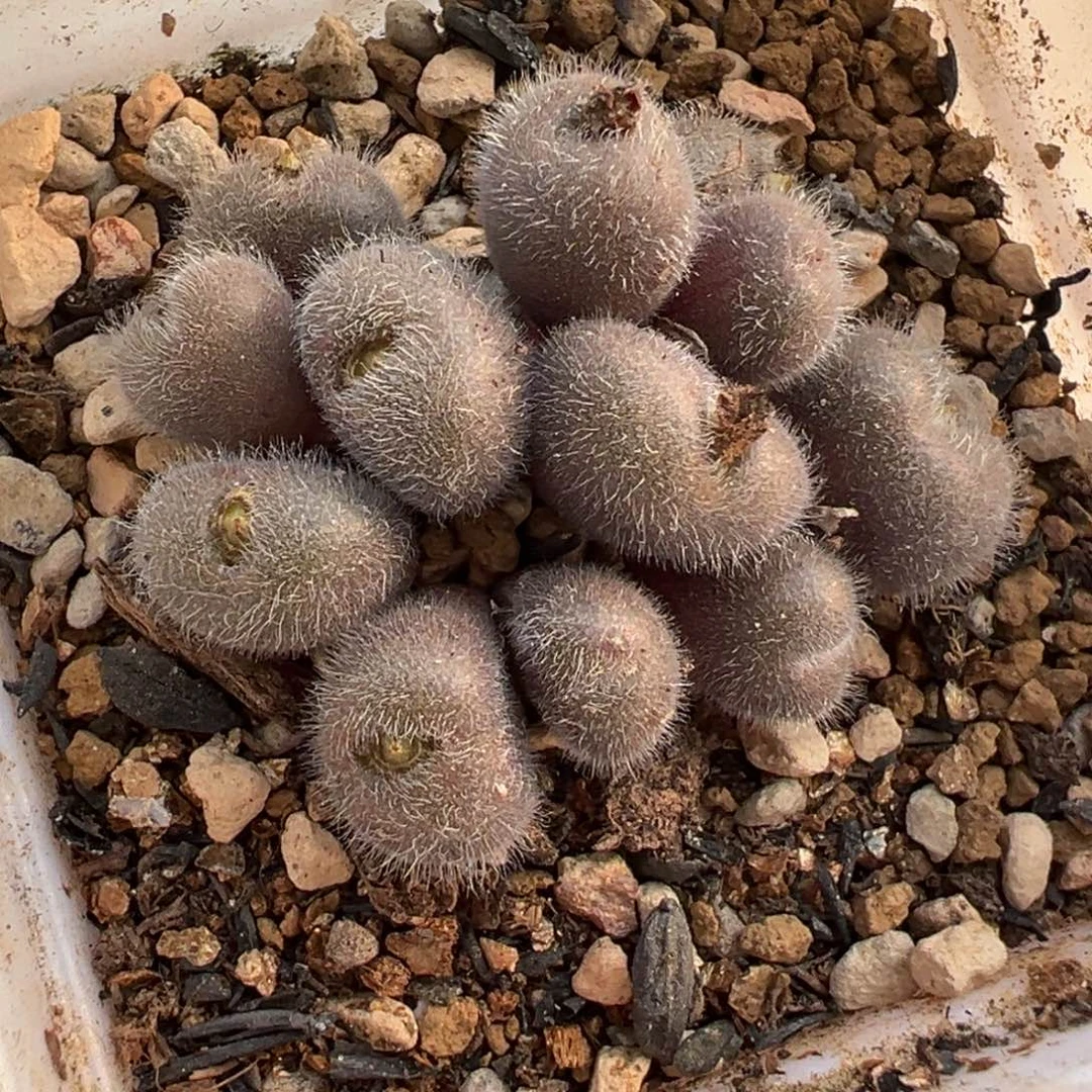 058多肉植物种类多样