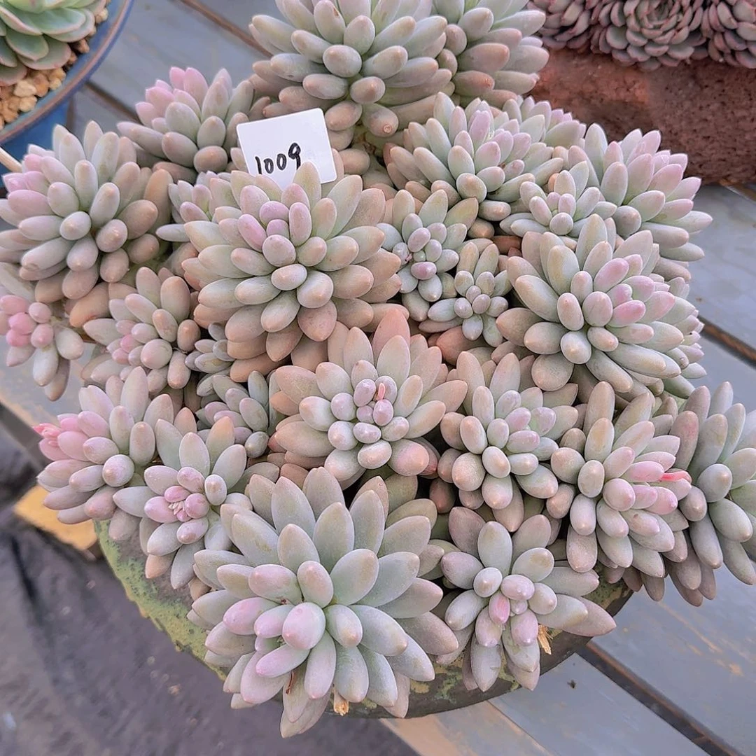 蛋*1009带盆杂交多肉