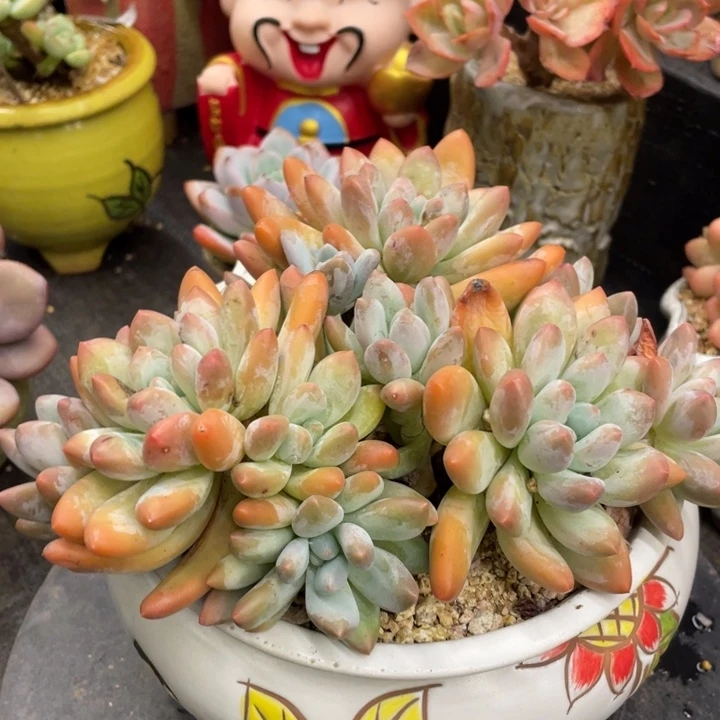 弥鹿之森多肉香水