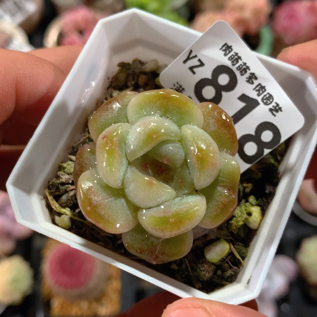 5CM拇指盆精控多肉YZ818
