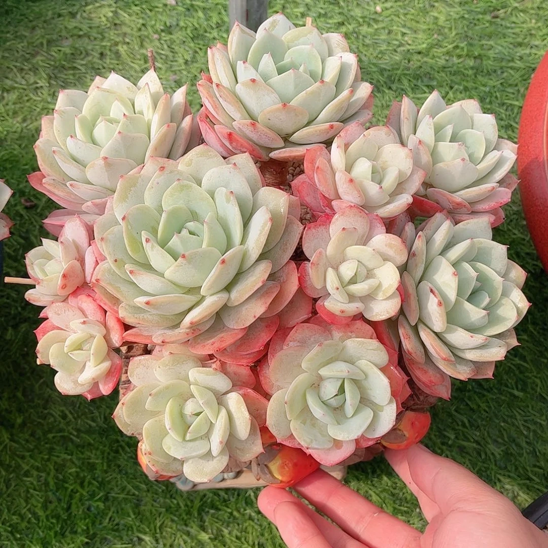 韩版恋曲精品多肉