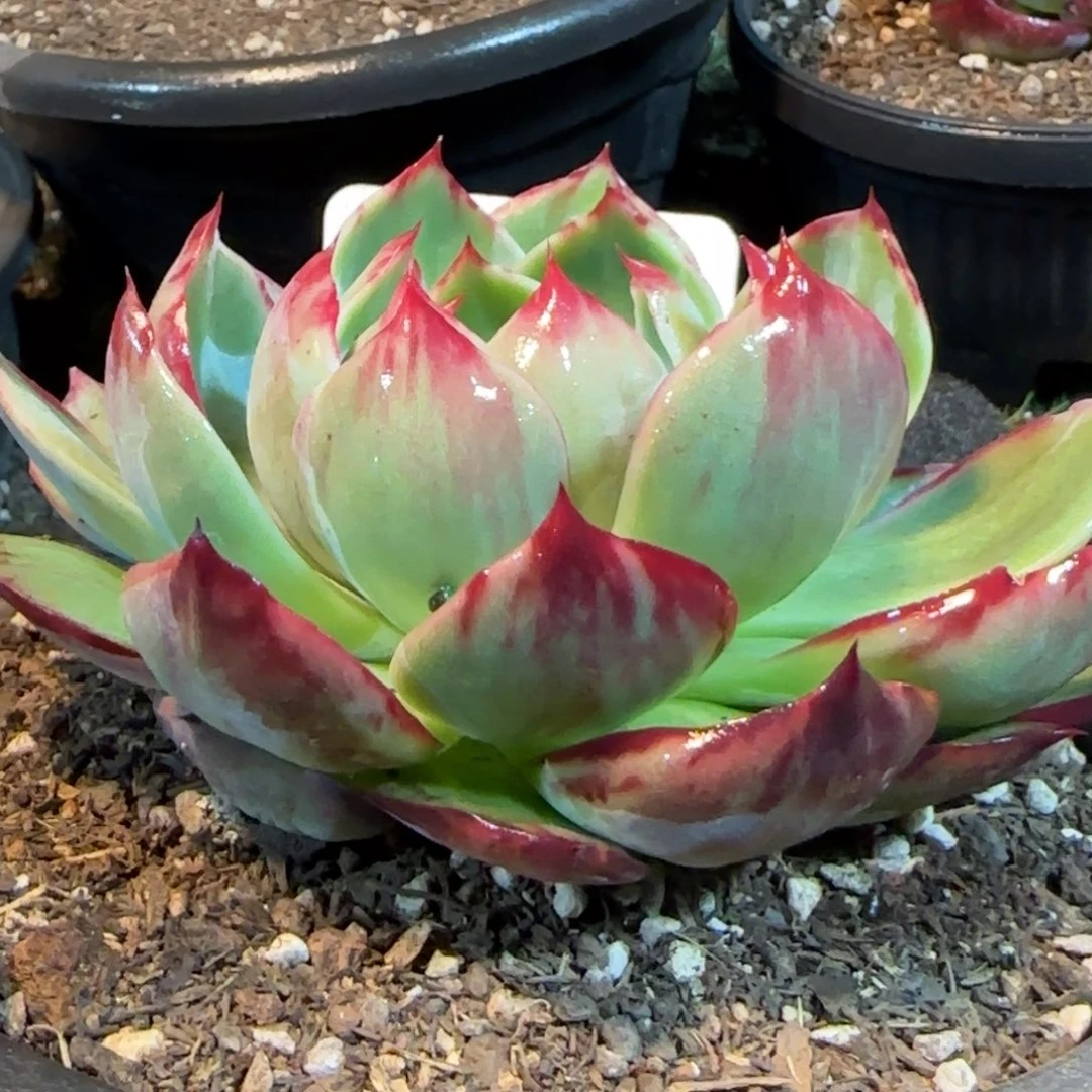 花脸拉丝惊鸿一物一拍包装收缩花旱287