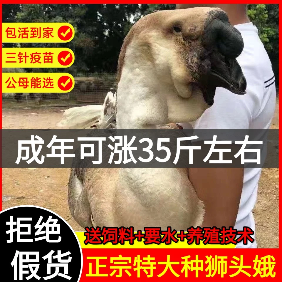 （出壳三两)左右 狮头娥 宠物鸭 拍8送2