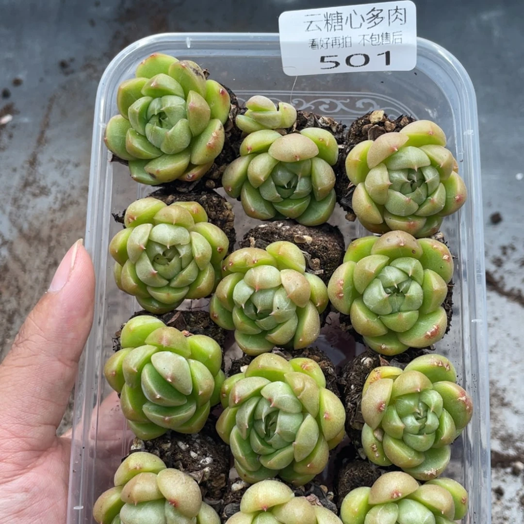 云糖心多肉植物501