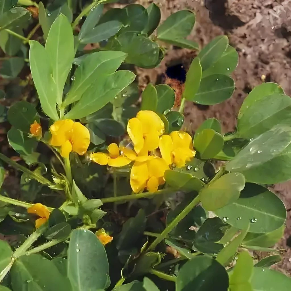 省功宝1单20袋20亩