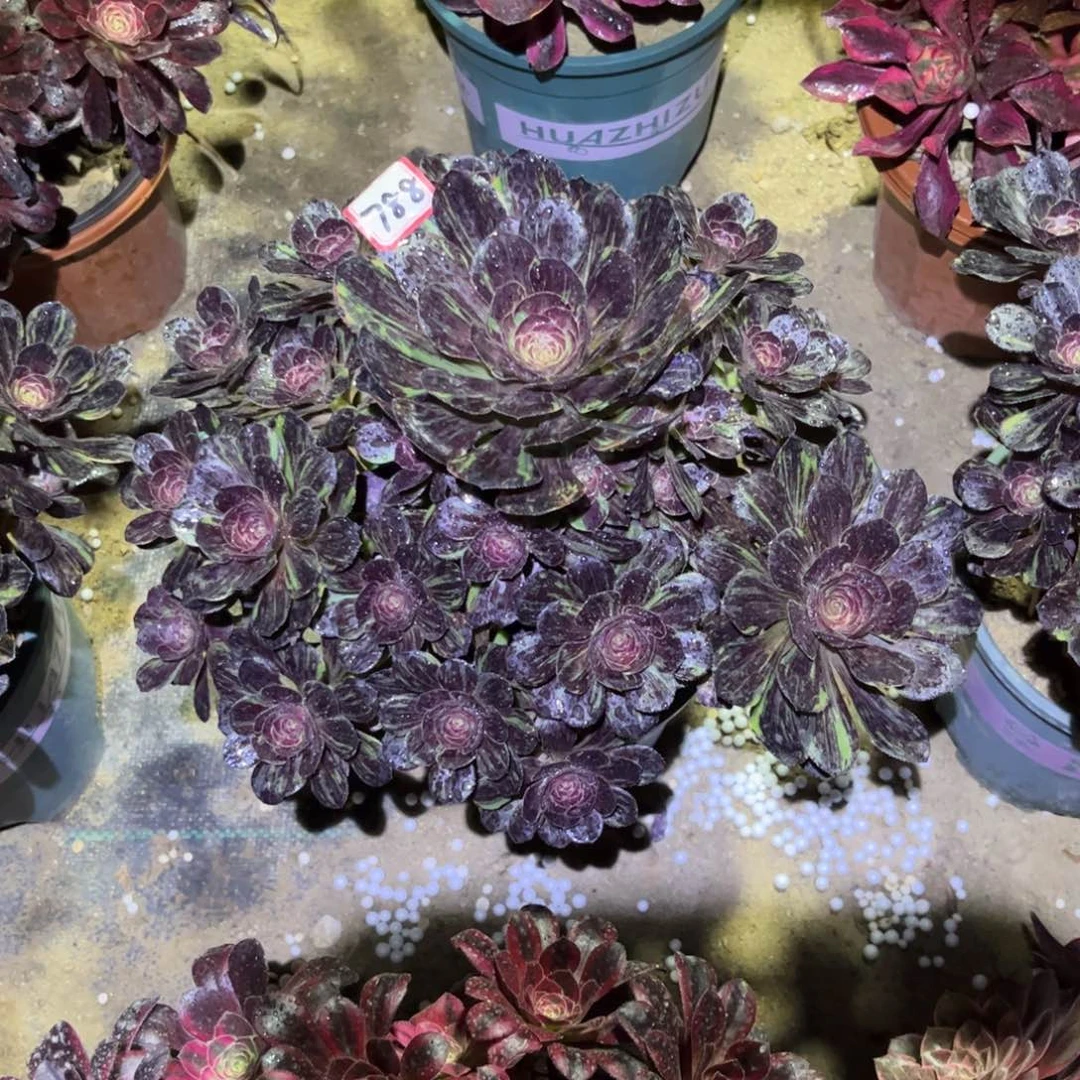 788多肉植物古风水墨