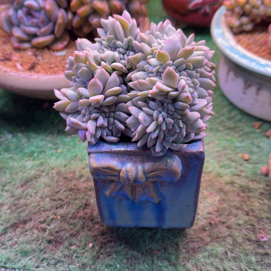 星影缀化多肉12厘米