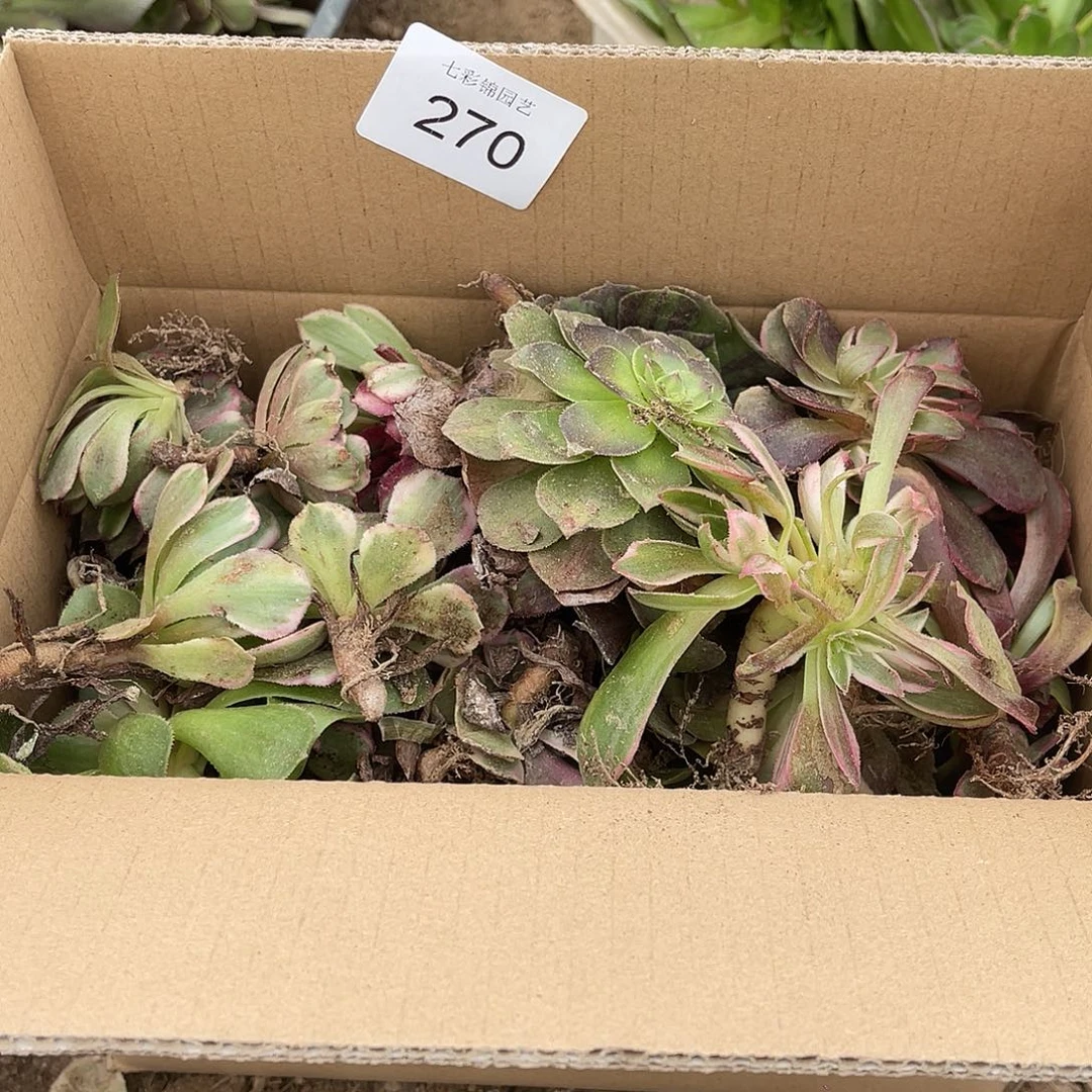 270箱拍无售后都有