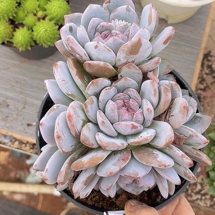 石榴籽23151多肉植物