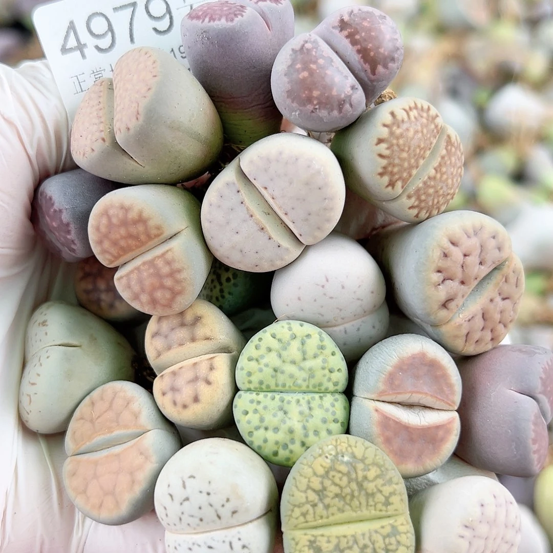 4979 好养易活生石花大母本20个2-2.2cm