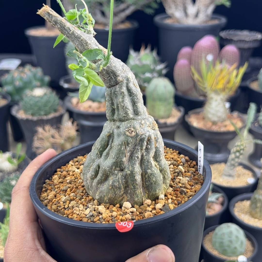 沙漠苦瓜6一物一拍