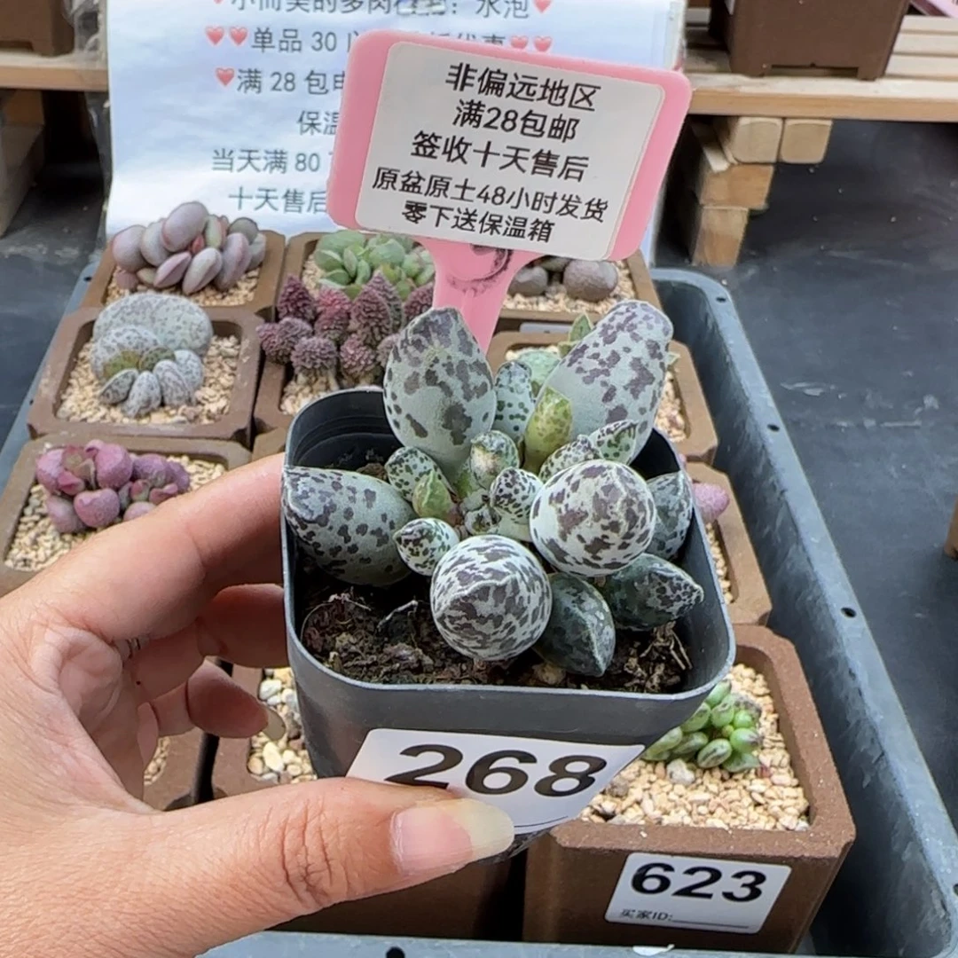 268特白肌海报多肉植物