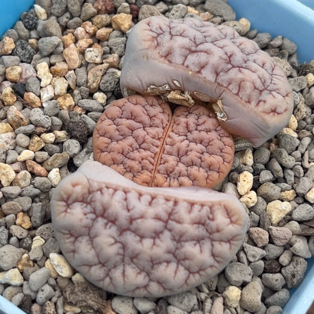 7630凹凸铁189一颗