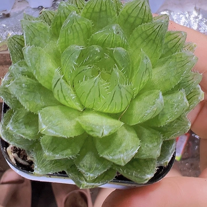 樱水晶19包邮多肉