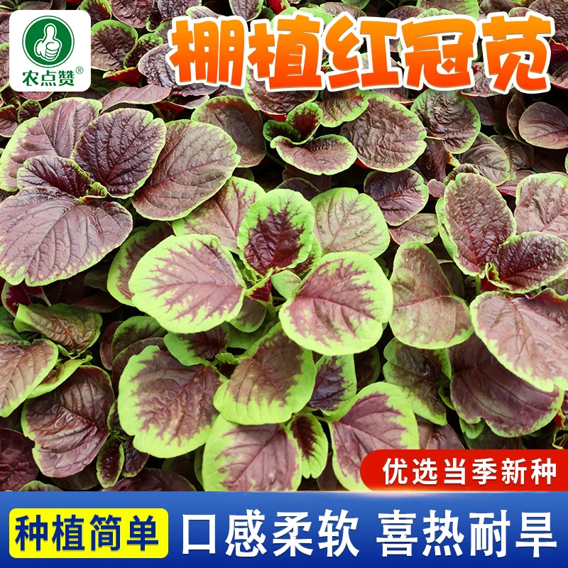棚植红冠苋种子 红苋菜种子野菜四季盆栽阳台蔬菜