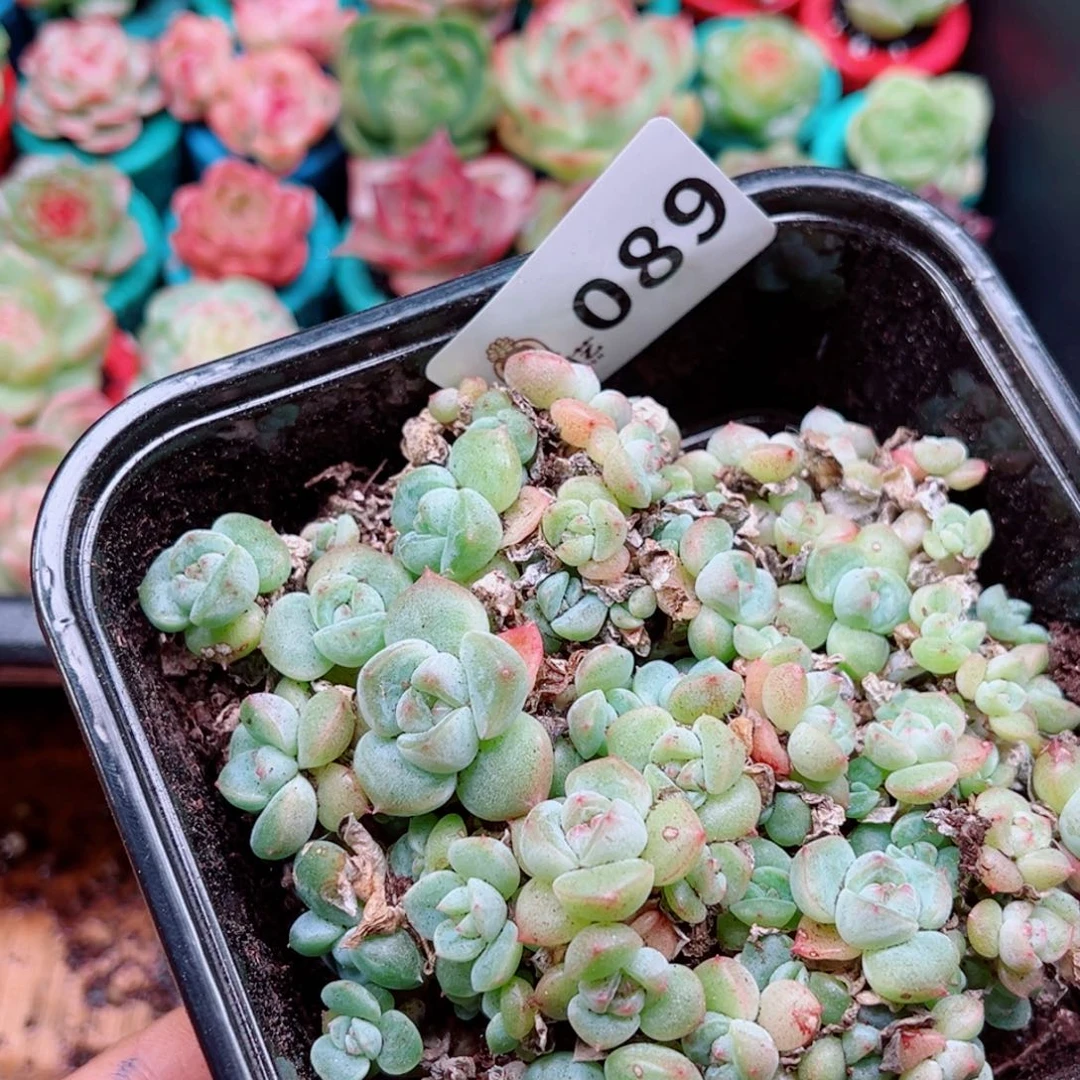 多肉植物多肉植物