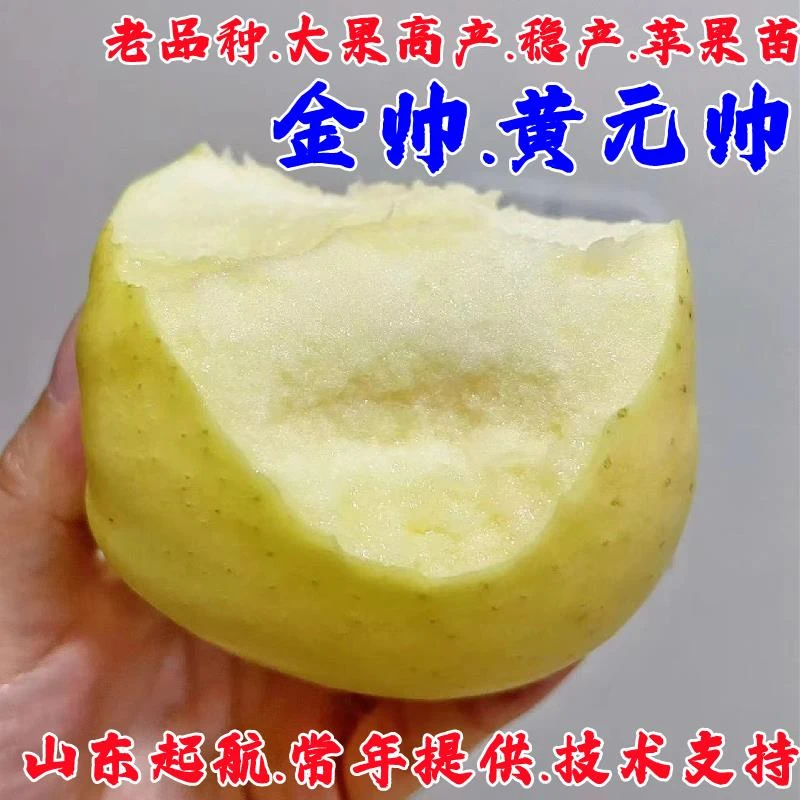 嫁接老品种金帅黄元帅苹果树苗矮化盆栽庭院金冠黄香蕉粉面苹果苗