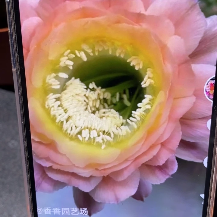 香香落日侧芽3公分左右