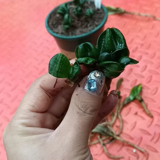 特色花卉君子兰小苗