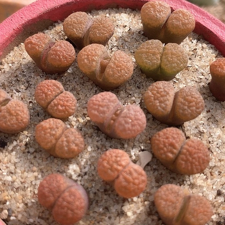 超级蛋糕风铃一颗