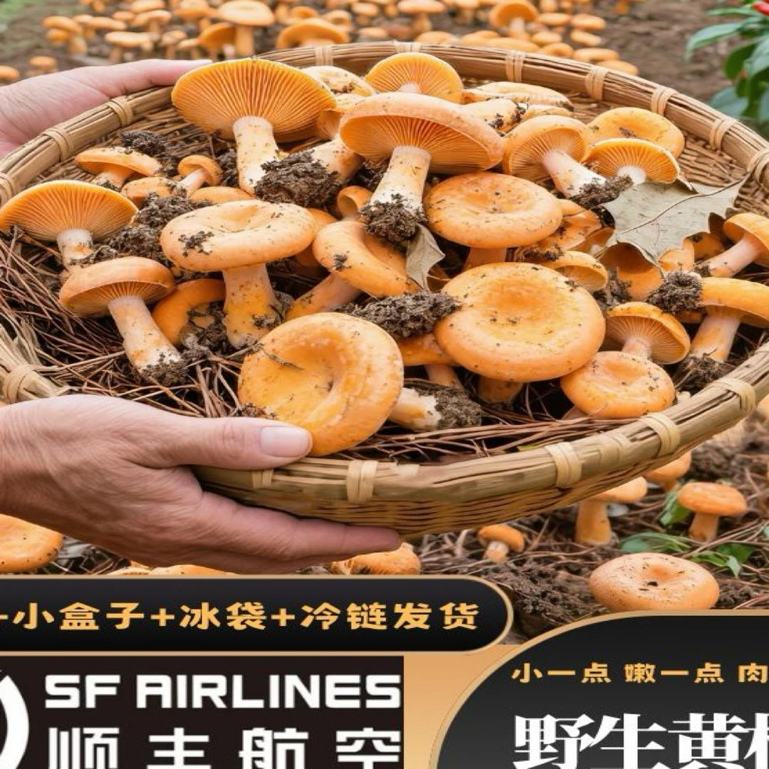 重庆土家族高山菌（黄枞菌）炖汤、爆炒、超级好吃！