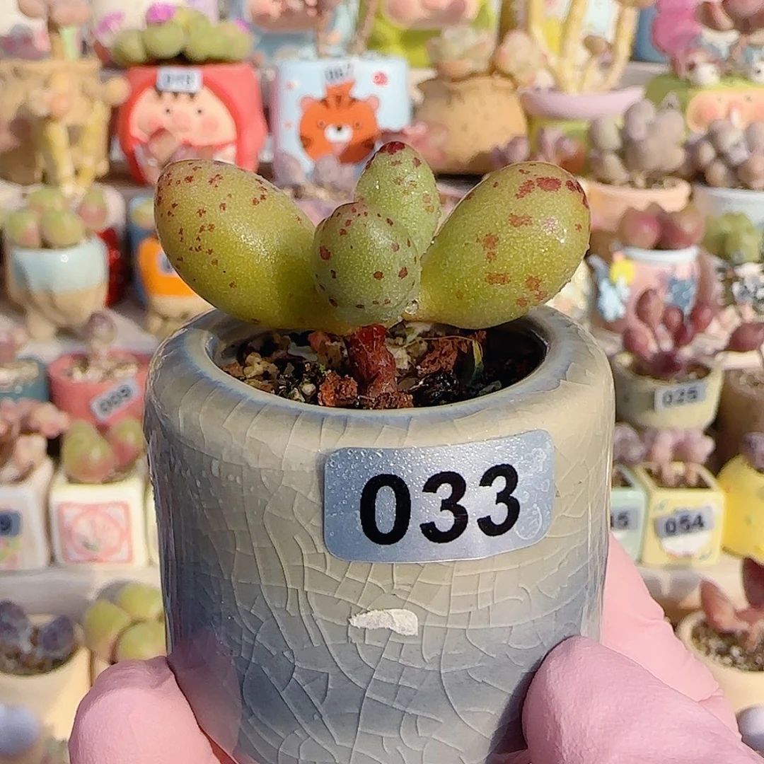 蝴蝶结造型小金鱼 盆口3cm