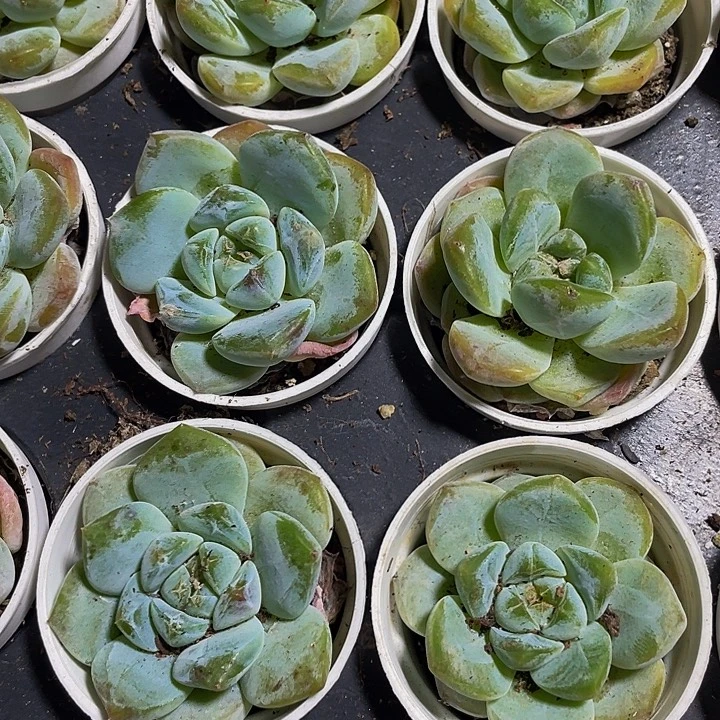 冰糕2.8带盆土发过