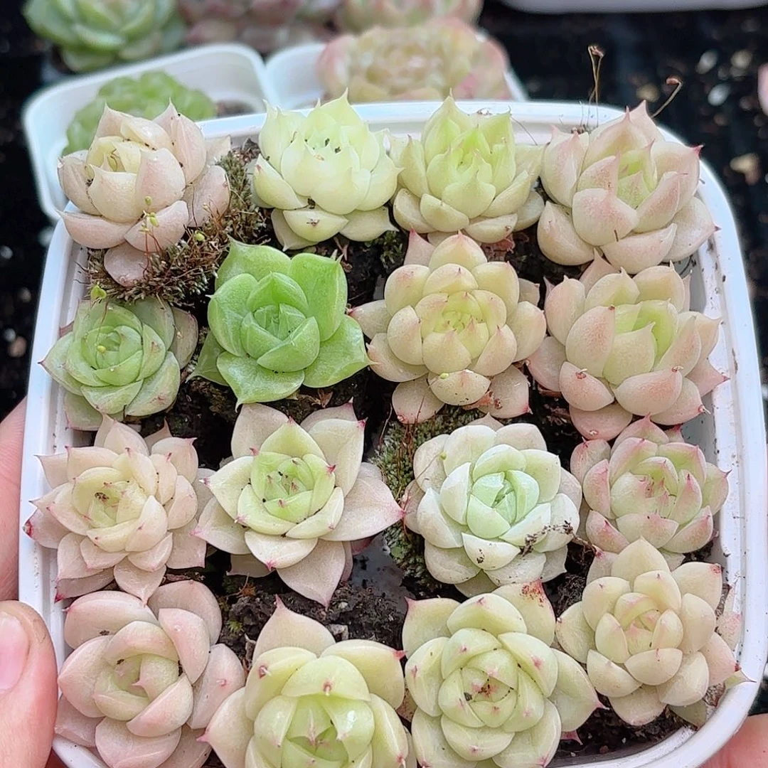 如图品质麦秆16颗 新疆西藏内蒙不发货