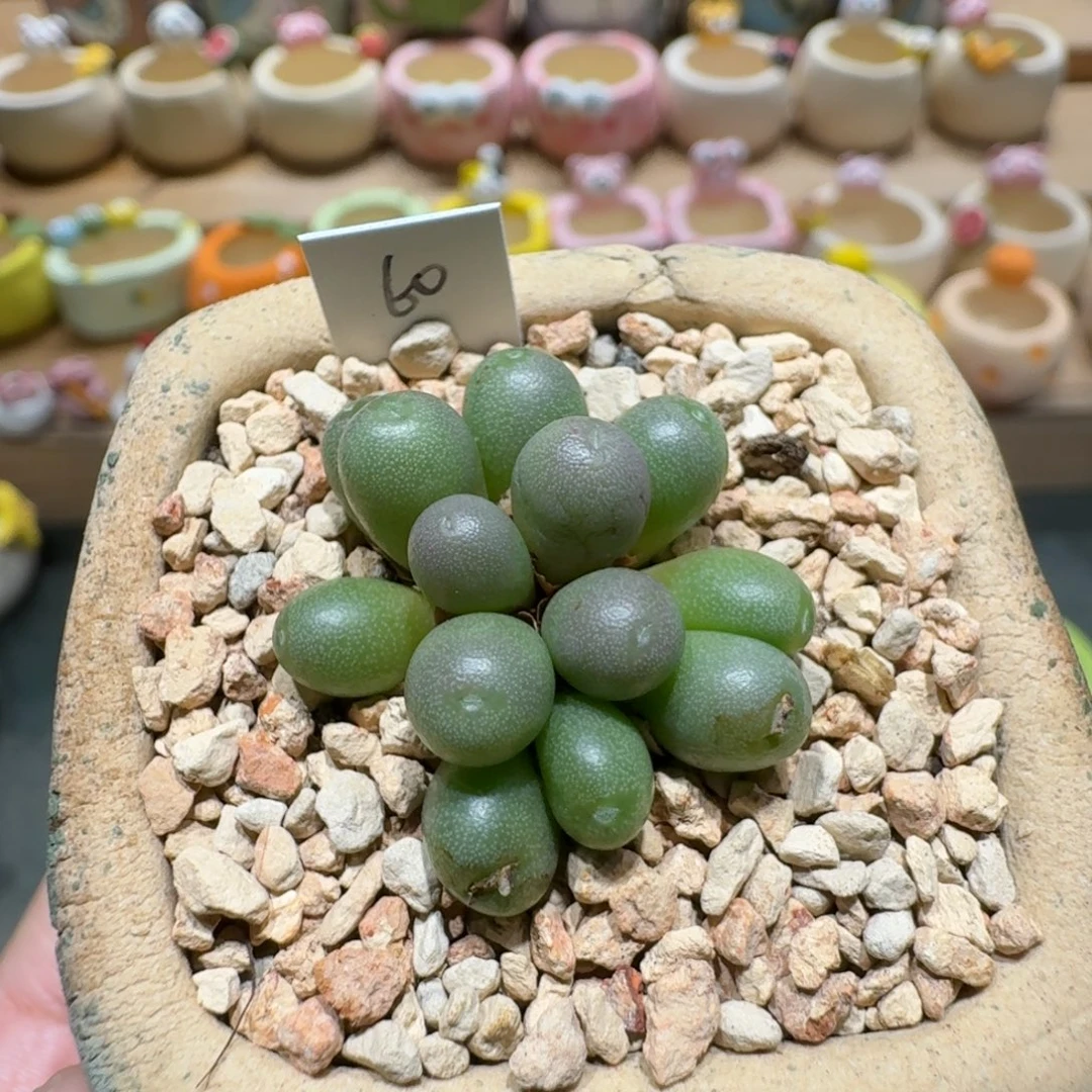 蘑菇1005紫葡萄多肉植物