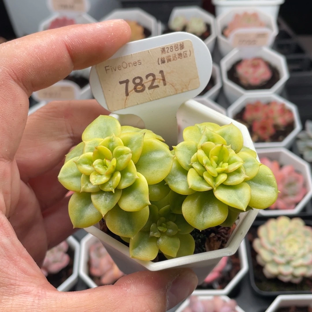 蜡牡丹锦7821-7.5厘米