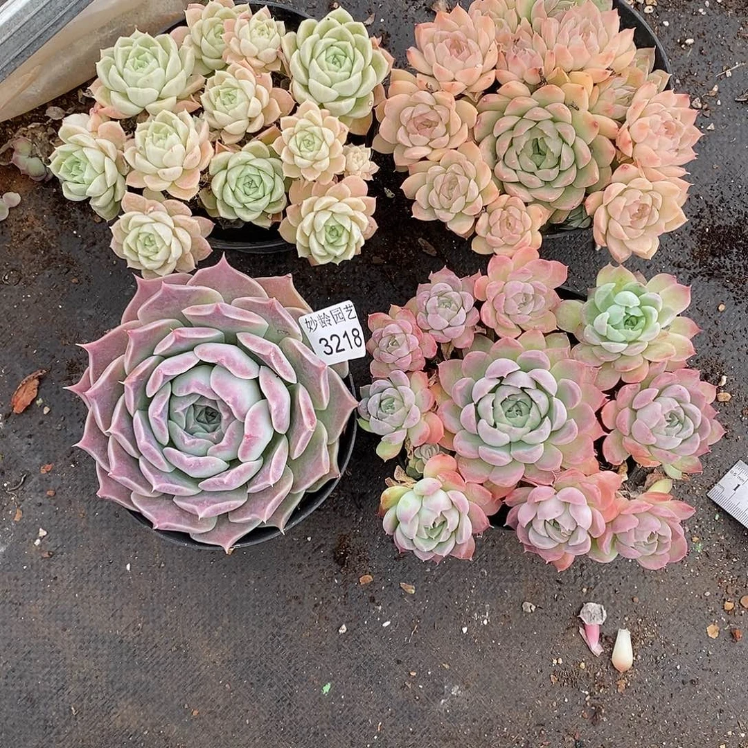 秋***歌3218散群掉头不售后～12厘米