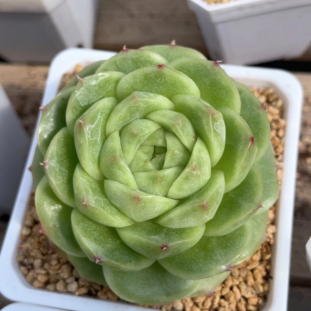 优选麦杆福利1131