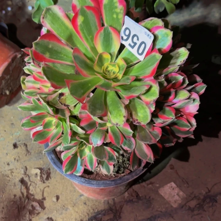 056男神多肉植物不售后